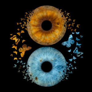 artiris effet duo papillons